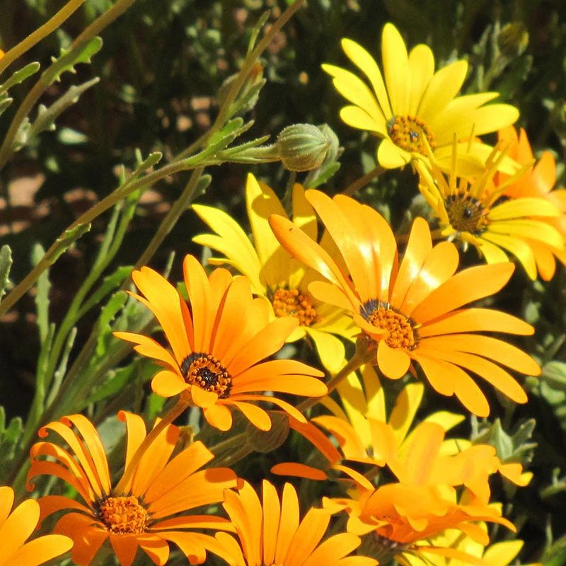 African Daisy Seeds - Image 3