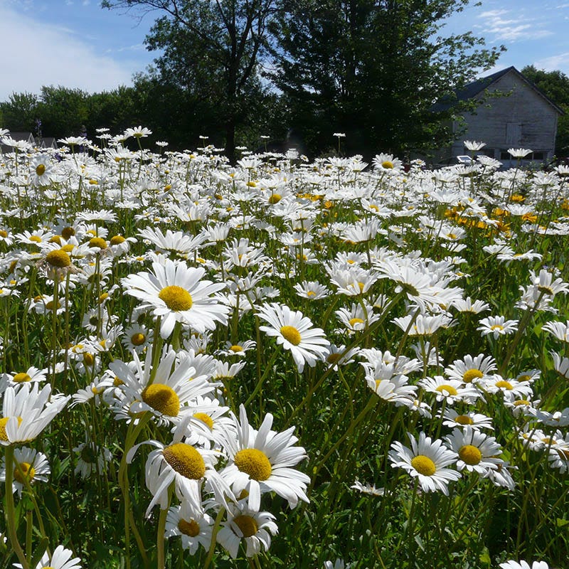 Alaska Shasta Daisy Seeds - Image 2