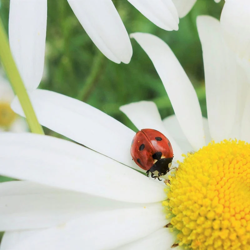 Alaska Shasta Daisy Seeds - Image 3