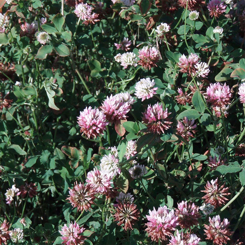 Alsike Clover Seeds - Image 2