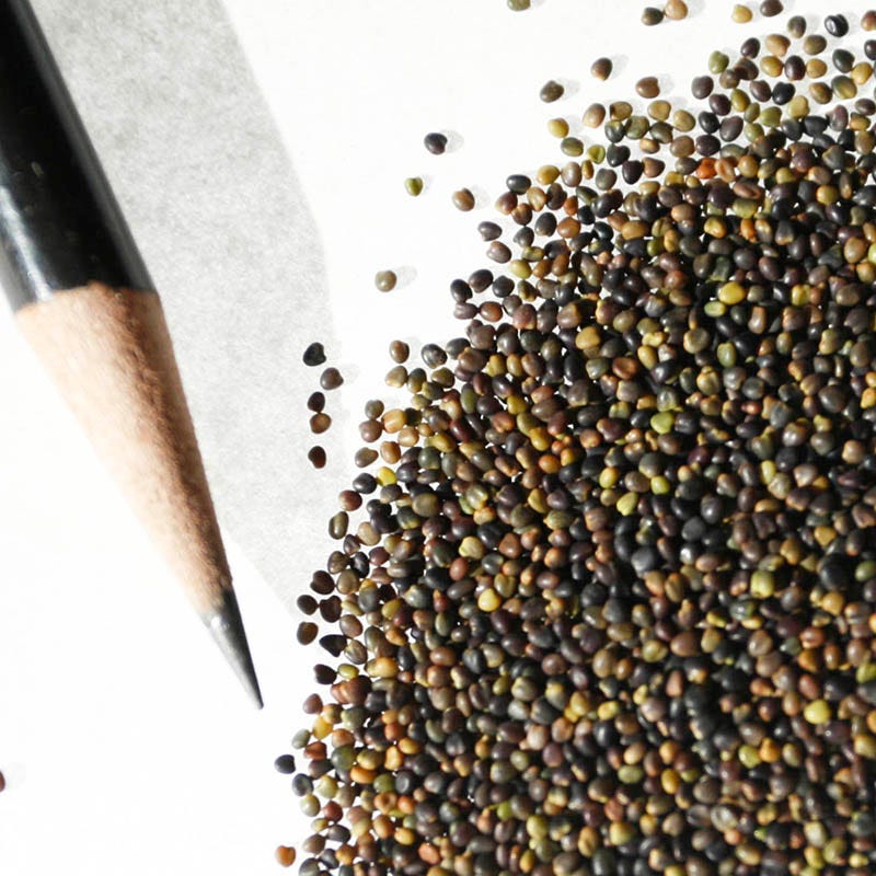 Alsike Clover Seeds - Image 3