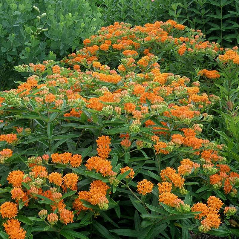 Butterfly Weed Seeds - Image 3