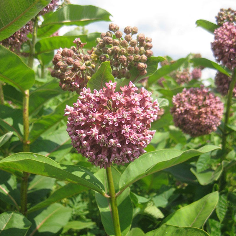 Common Milkweed Seeds - Image 4