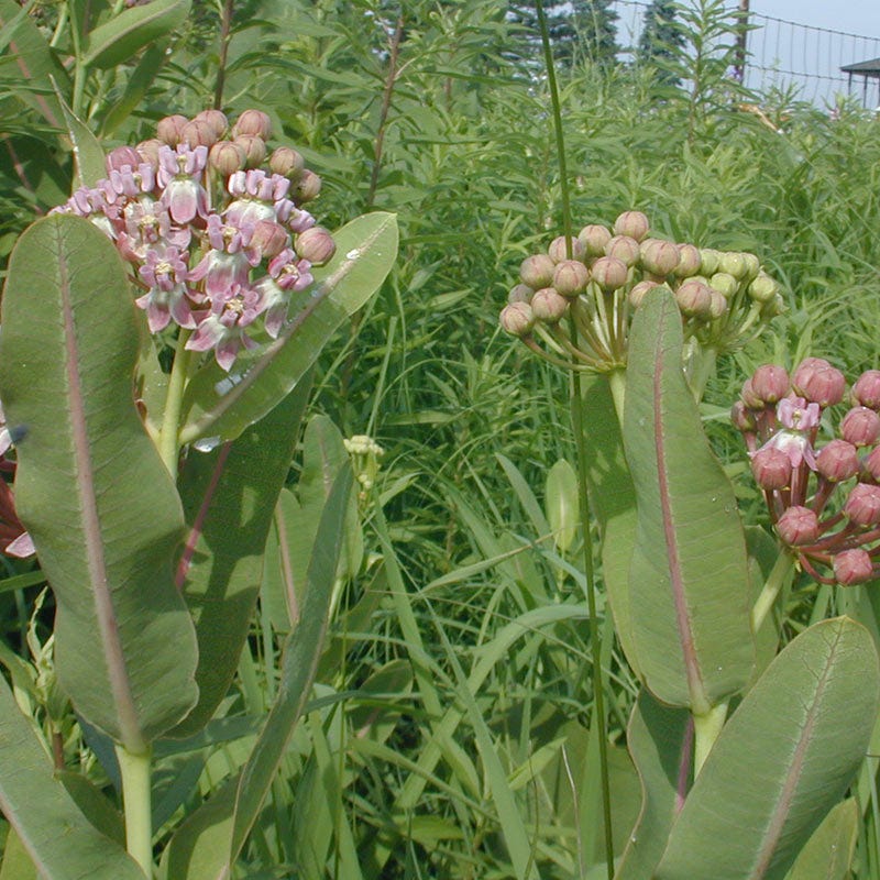 Prairie Milkweed Seeds - Image 2
