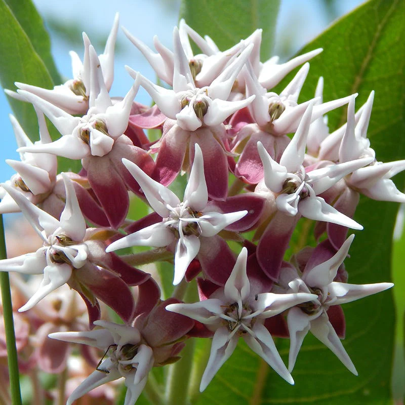 Showy Milkweed Seeds - Image 3