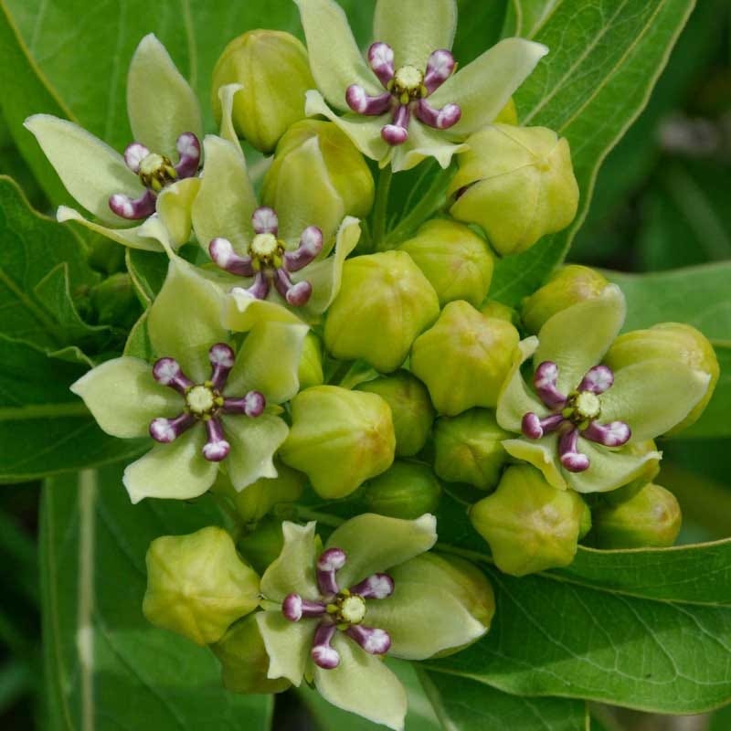 Spider Milkweed Seeds - Image 2