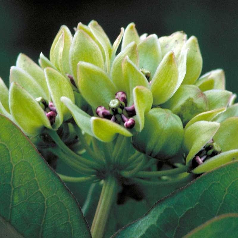 Spider Milkweed Seeds - Image 3