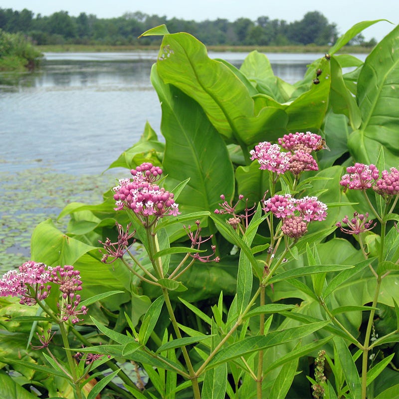 Swamp Milkweed Seeds - Image 2