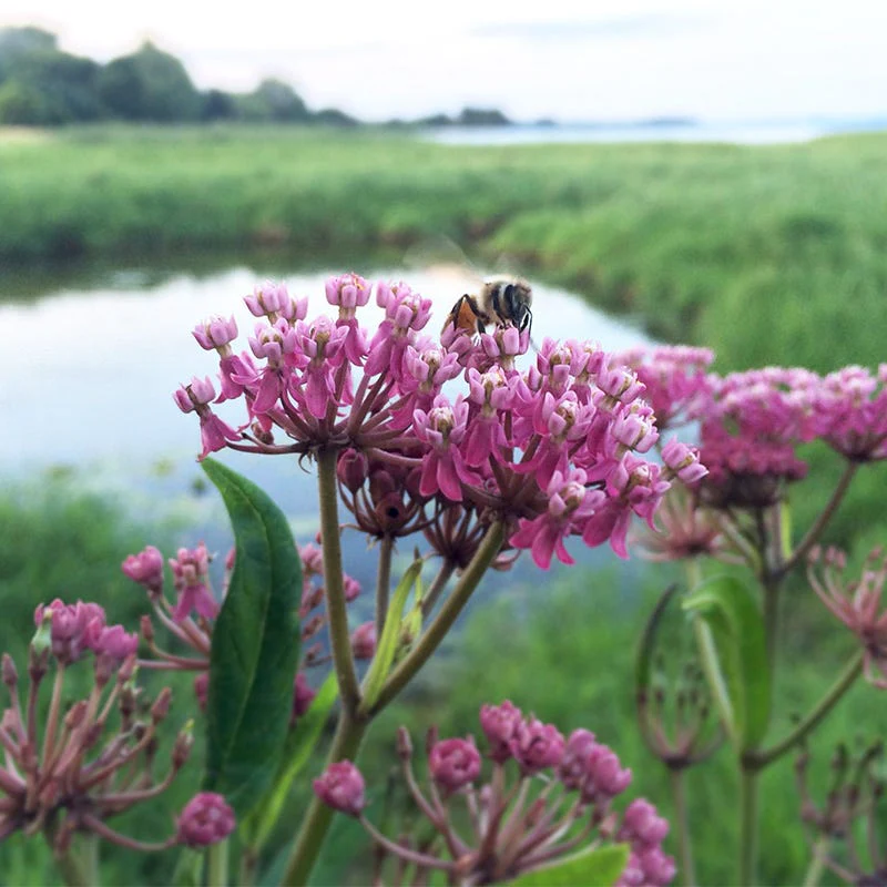 Swamp Milkweed Seeds - Image 5