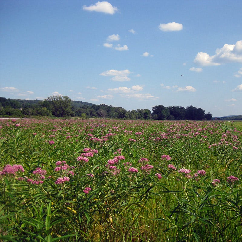 Swamp Milkweed Seeds - Image 6