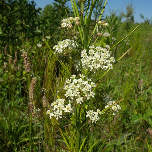 Whorled Milkweed Seeds - Image 3