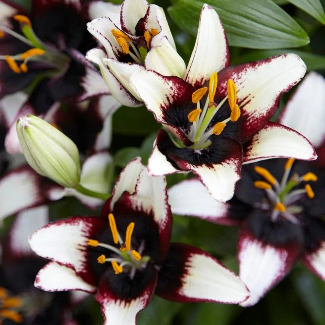 Black Eye Asiatic Lily Bulbs - Image 2