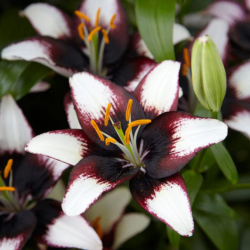 Black Eye Asiatic Lily Bulbs - Image 3