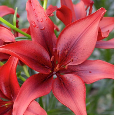 Black Out® Asiatic Lily Bulbs - Image 2