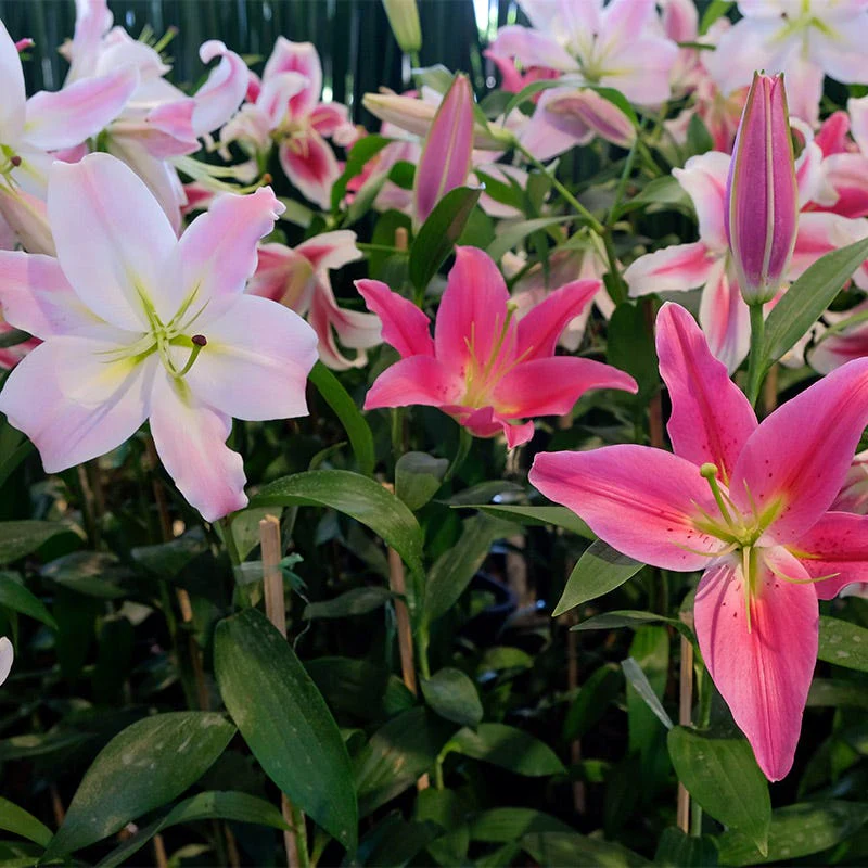 Blushing Asiatic Lily Mix - Image 2