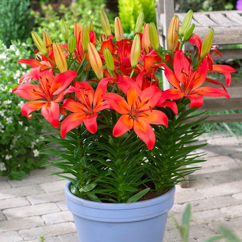 Matrix® Asiatic Lily Bulbs - Image 3