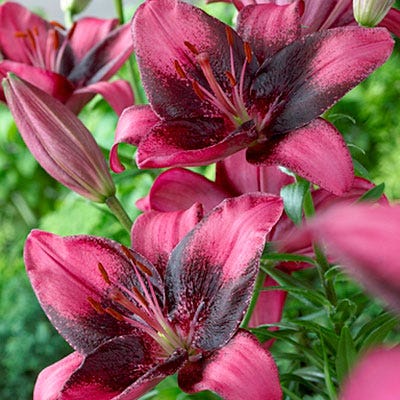 Purple Eye Asiatic Lily Bulbs - Image 2