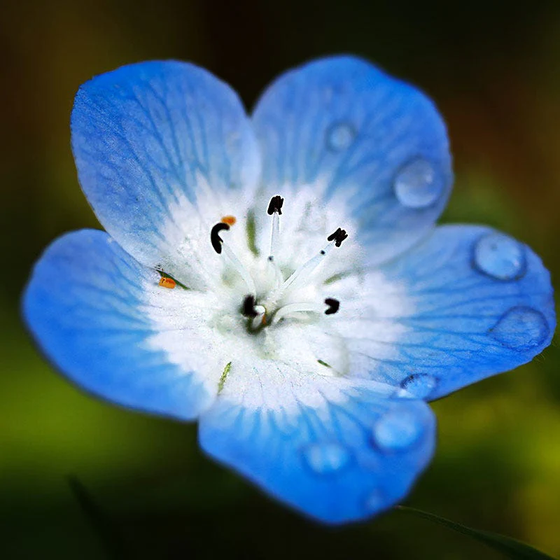 Baby Blue Eyes Seeds - Image 5