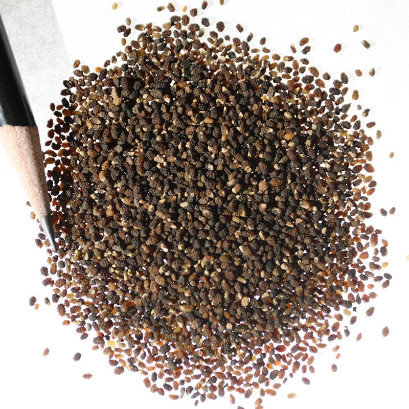 Baby Blue Eyes Seeds - Image 7