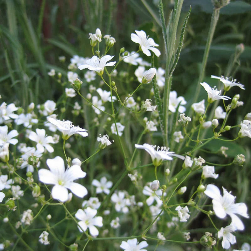 Baby's Breath Seeds - Image 2