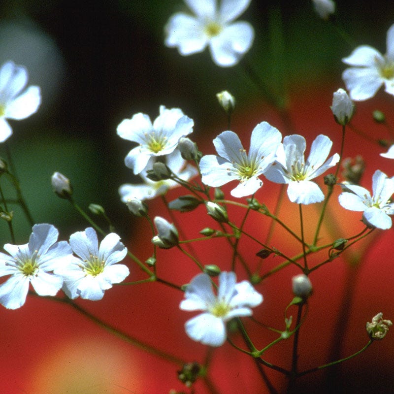 Baby's Breath Seeds - Image 6