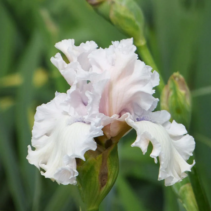 Beauty Within Bearded Iris - Image 2