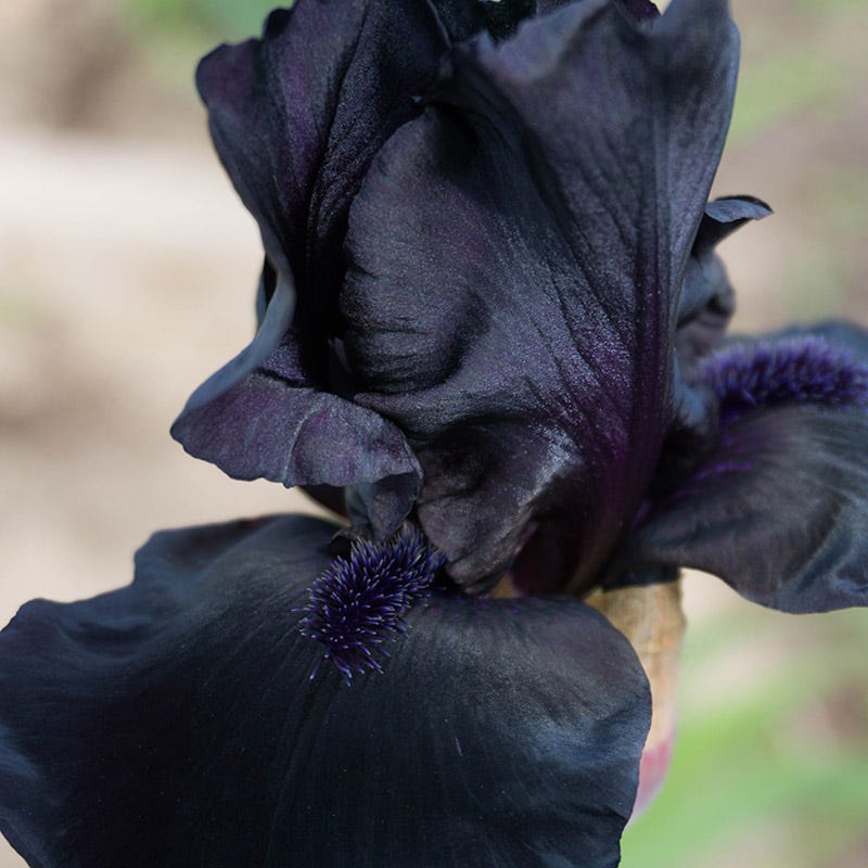 Before the Storm Bearded Iris - Image 3