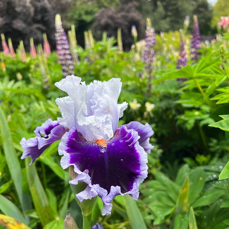 Bravery Bearded Iris - Image 2