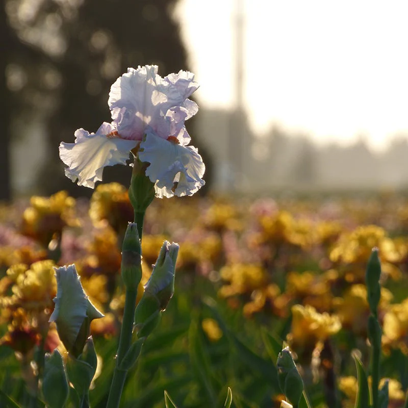 Classic Cool Bearded Iris - Image 3
