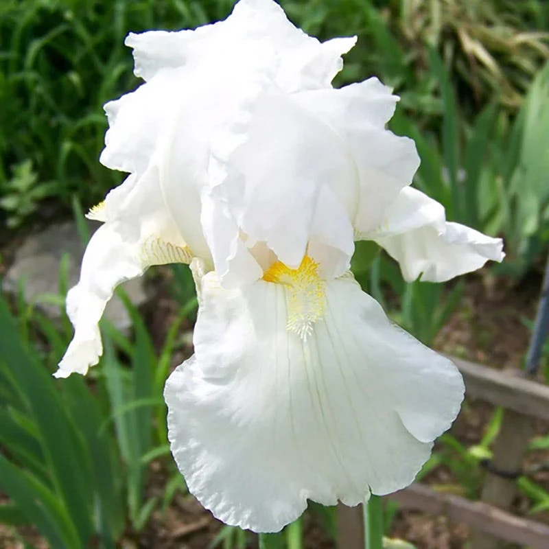 Coastal Blues Bearded Iris Collection - Image 3