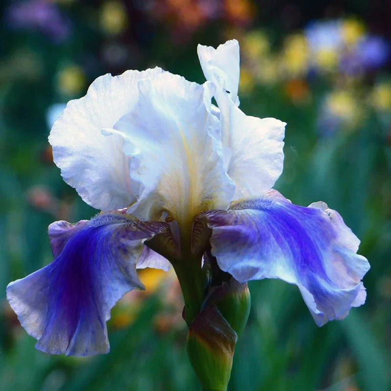 Coastal Blues Bearded Iris Collection - Image 4