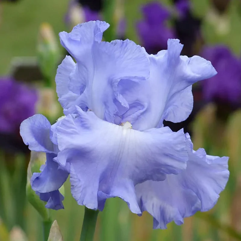 Coastal Blues Bearded Iris Collection - Image 5