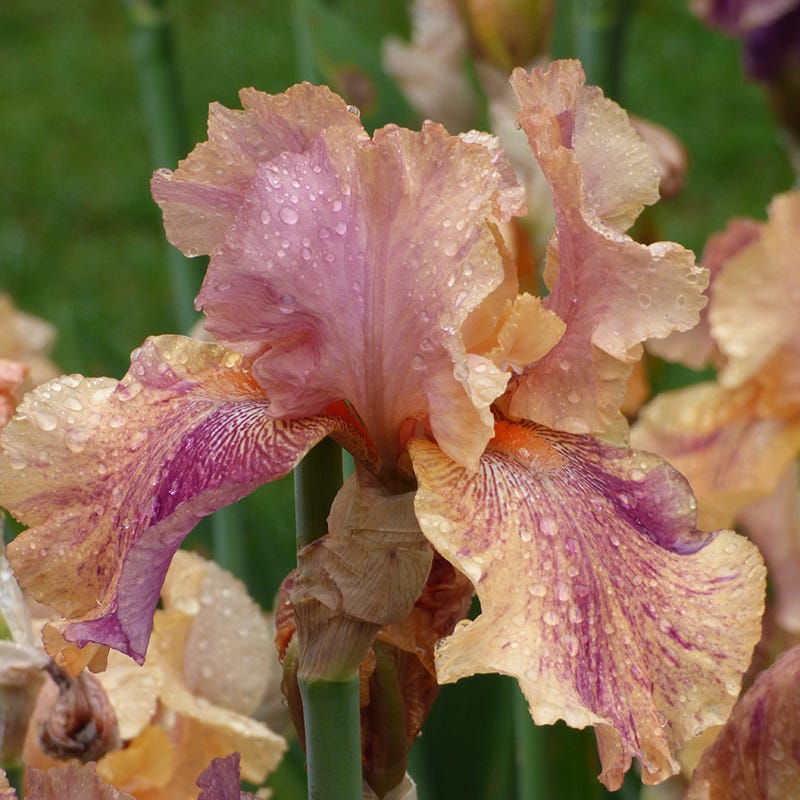 Coyote Ugly Bearded Iris - Image 2