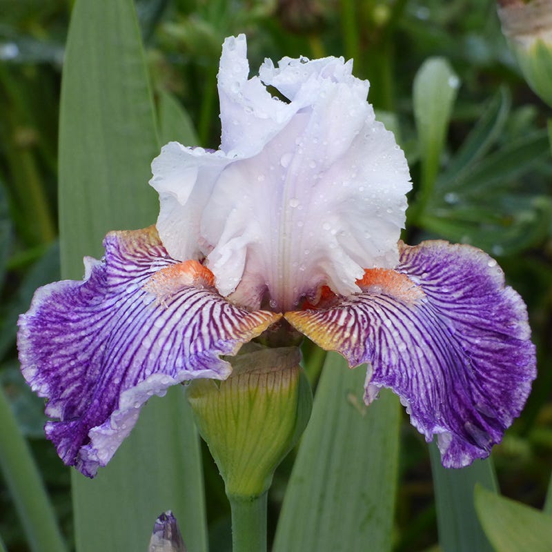 Easy To Grow Bearded Iris Collection - Image 4