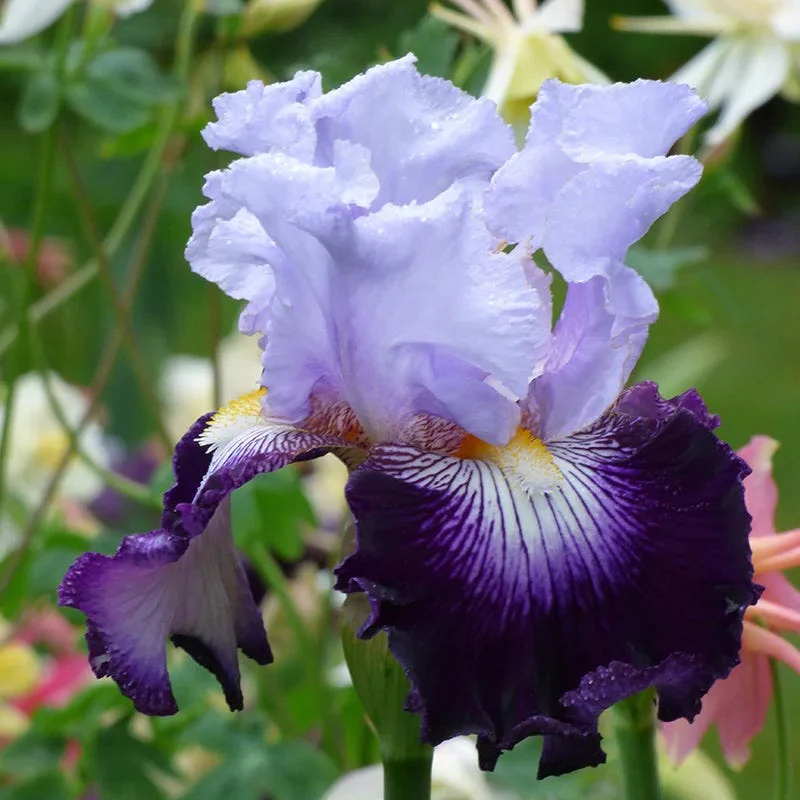 Crystal Ball Bearded Iris Collection - Image 5