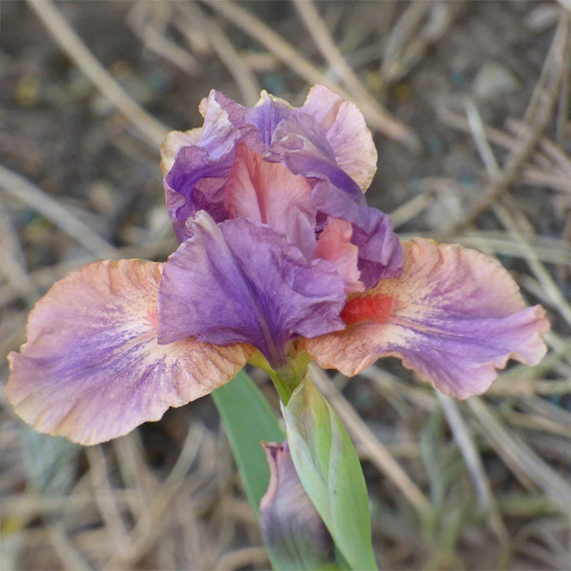 April Fanfare Dwarf Bearded Iris - Image 2