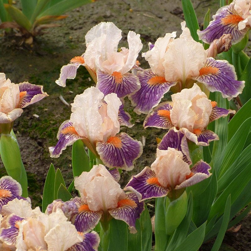 Franky Dwarf Bearded Iris - Image 3