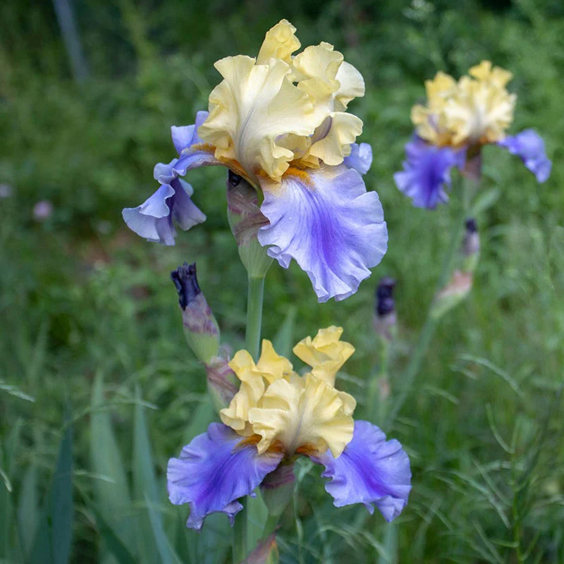 Edith Wolford Bearded Iris - Image 2