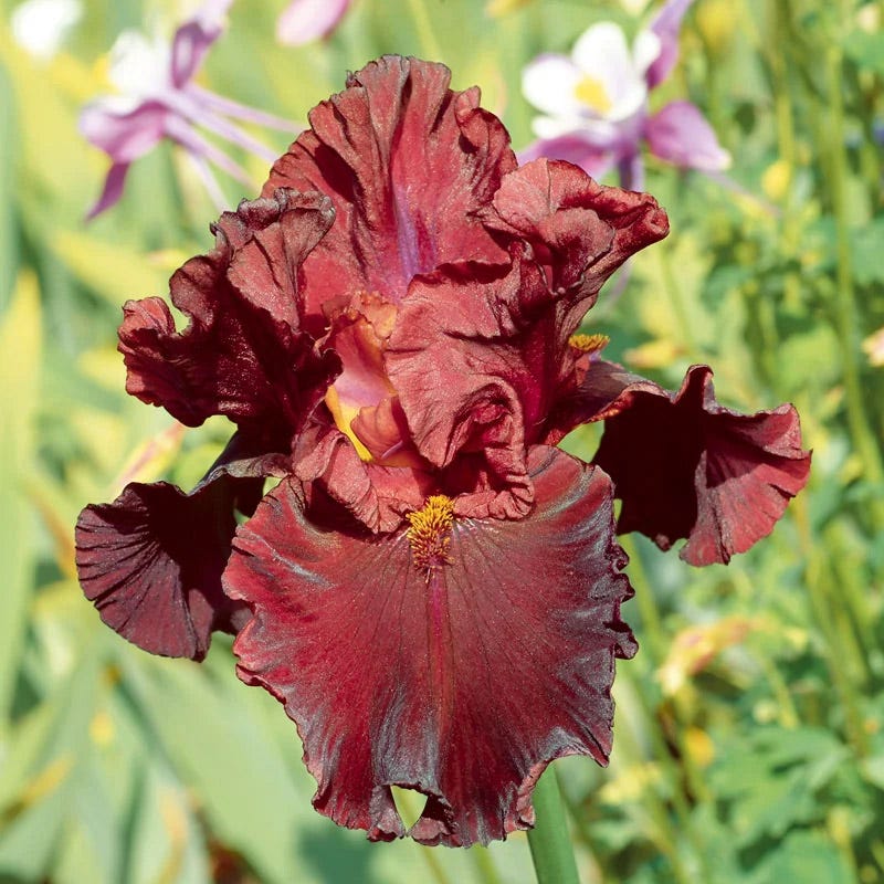Gothic Spring Bearded Iris Collection - Image 2