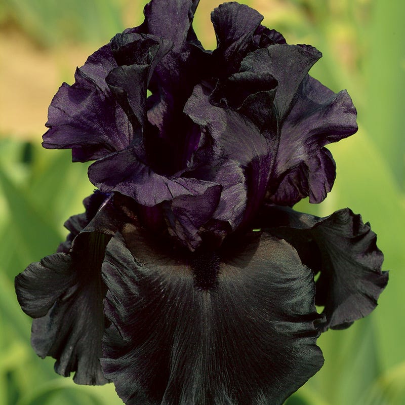 Gothic Spring Bearded Iris Collection - Image 3