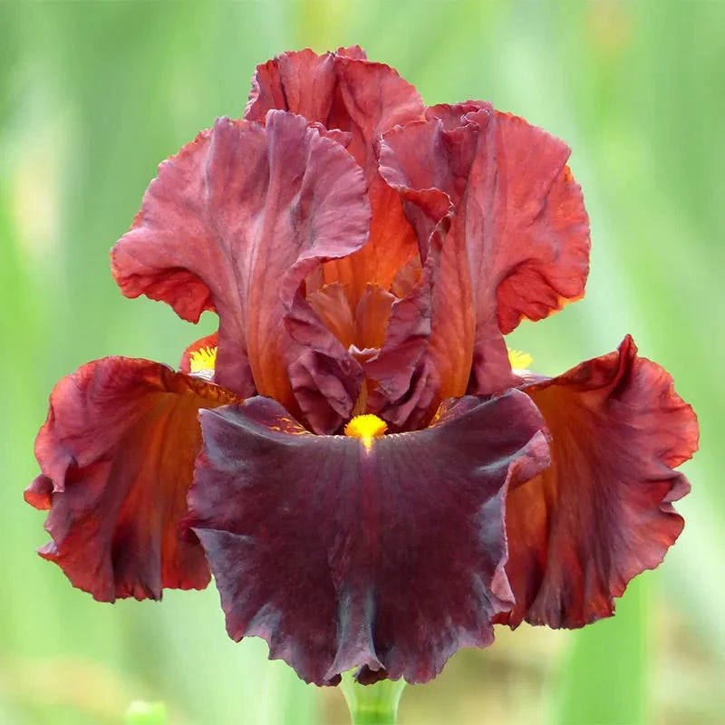 Gothic Spring Bearded Iris Collection - Image 6