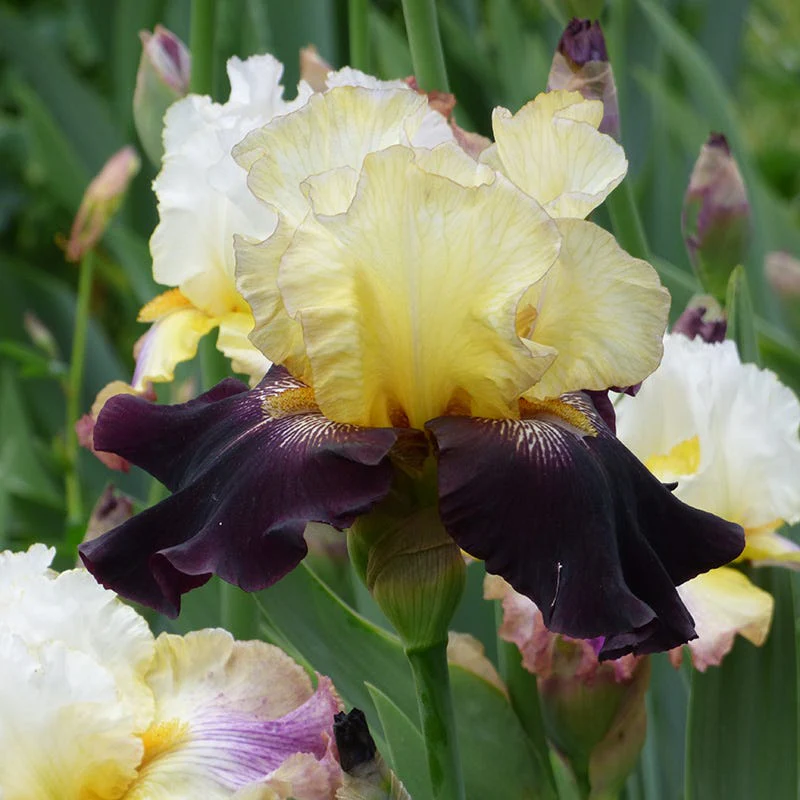 Juggernaut Bearded Iris - Image 2