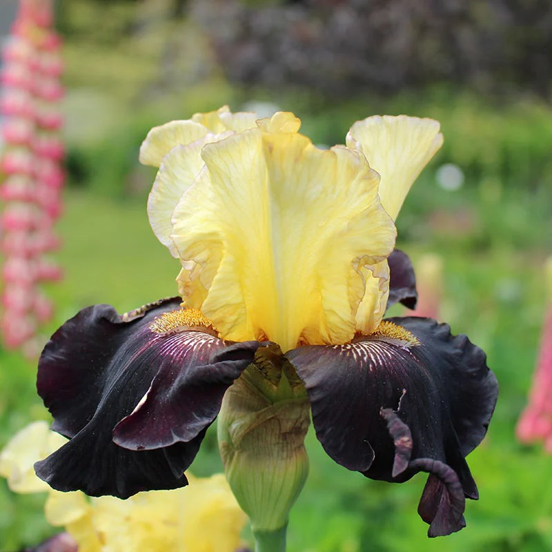 Juggernaut Bearded Iris - Image 3