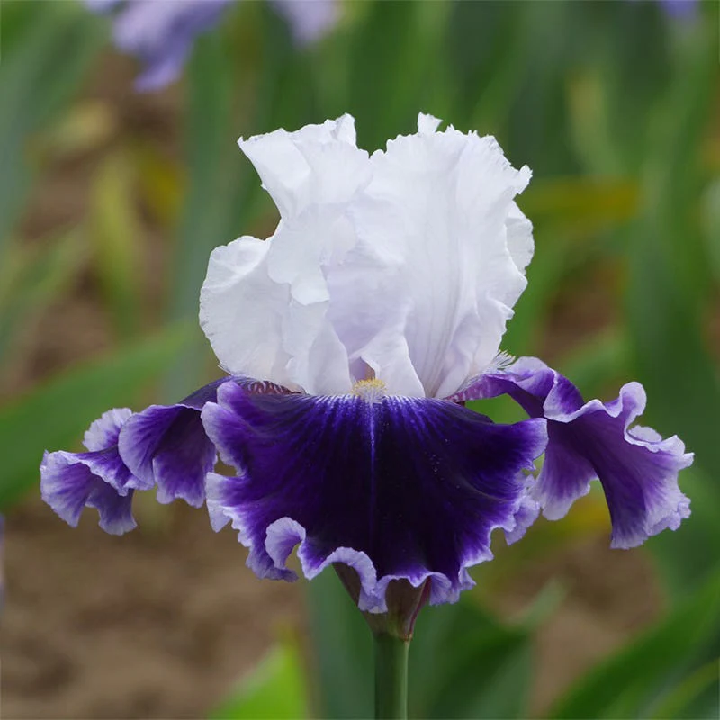Easy To Grow Bearded Iris Collection - Image 6
