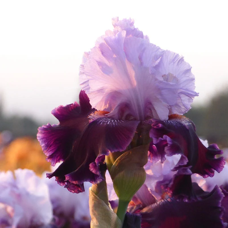 Lone Wolf Bearded Iris - Image 3