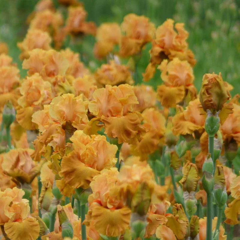 Mai Tai Join You Bearded Iris - Image 2