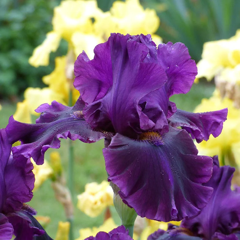 Midnight Gold Bearded Iris Collection - Image 2