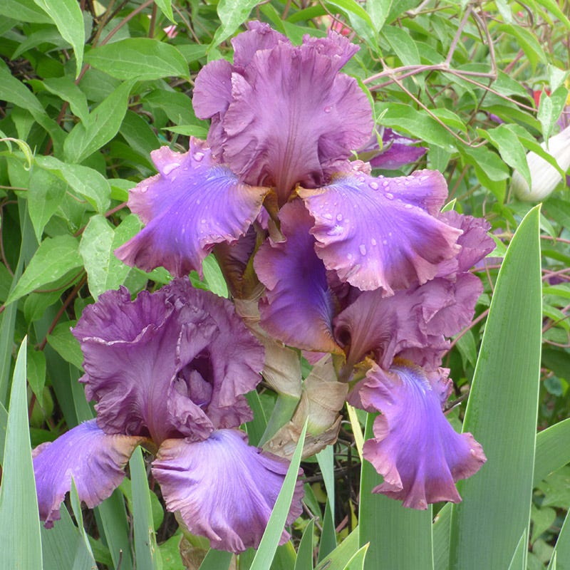 Midnight Gold Bearded Iris Collection - Image 5