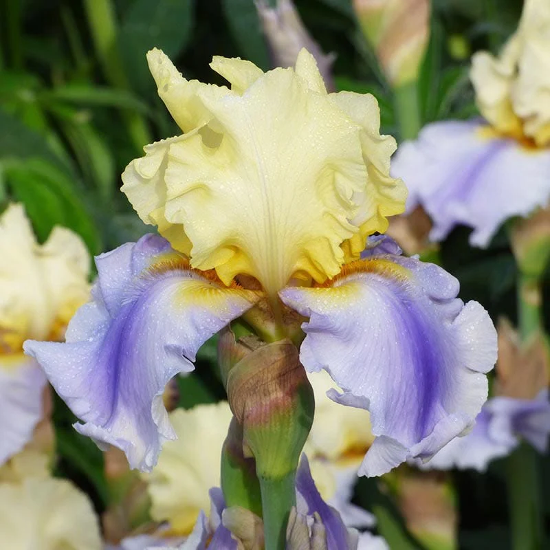 Northern Lights Bearded Iris Collection - Image 3