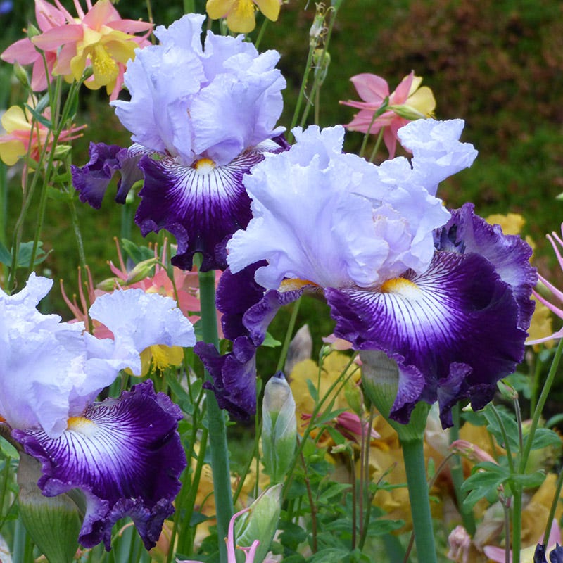Off Topic Bearded Iris - Image 2